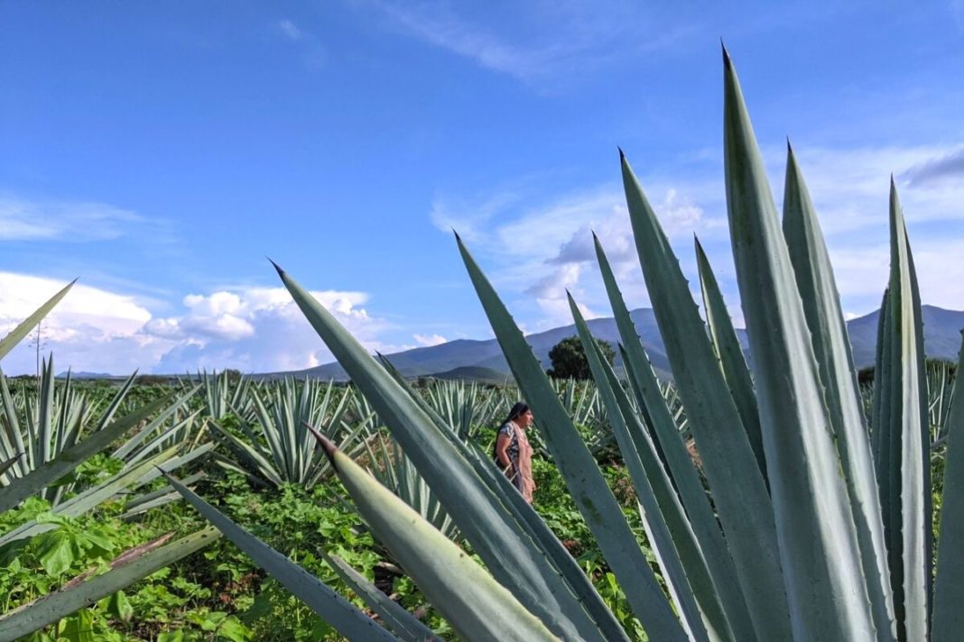 Mezcal, Areli Morales