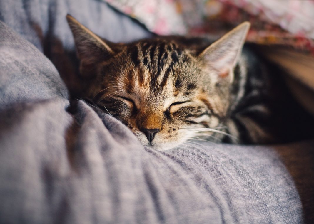 gato