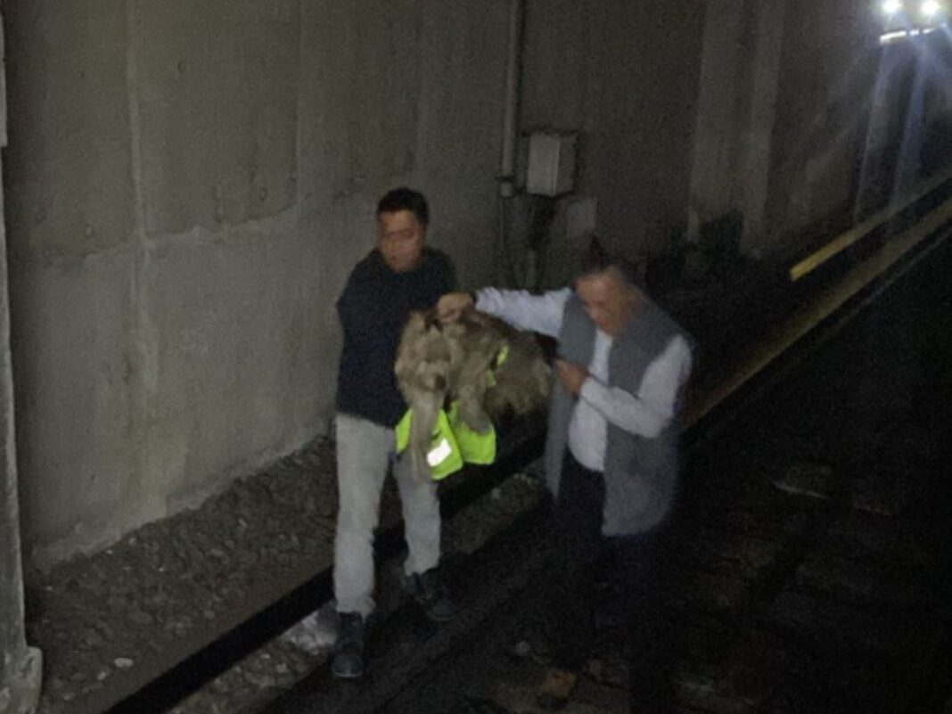 Personal de protección civil realiza rescate de perrito en el Metro CDMX tras corte de energía en la Línea 8.