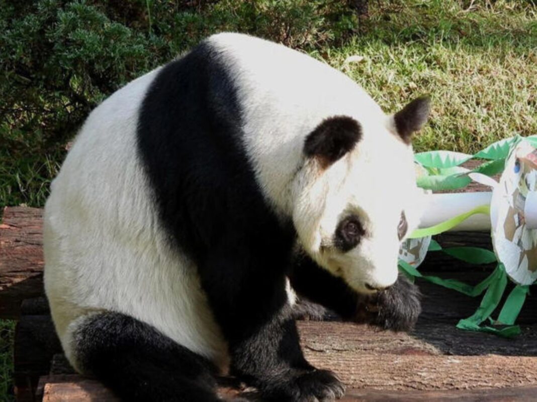 La panda gigante Xin Xin sentada en su hábitat del Zoológico de Chapultepec junto a un juguete de enriquecimiento ambiental con temática navideña.