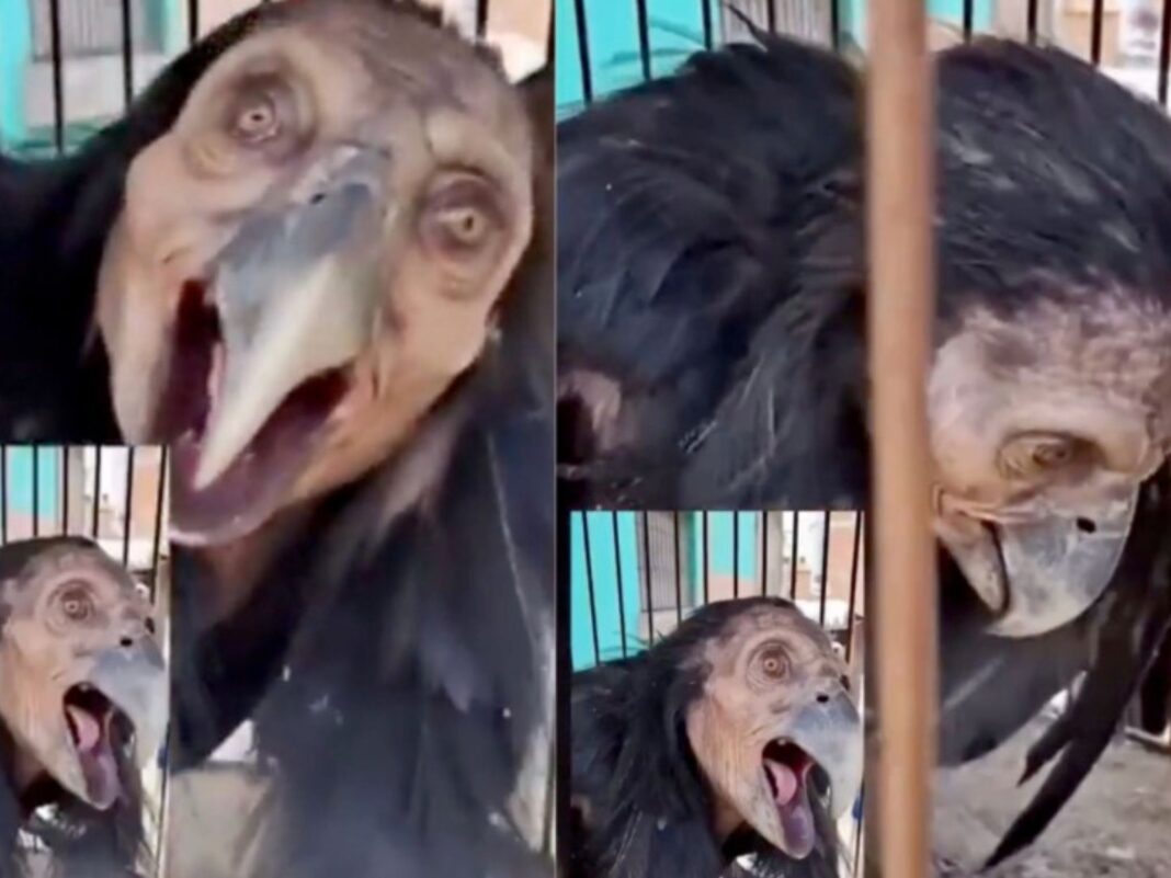 Captura de video viral que muestra a pobladores de Catemaco, Veracruz, rodeando a una supuesta bruja